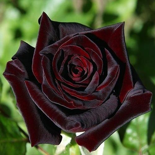 Роза чайно-гибридная Черная магия № 1