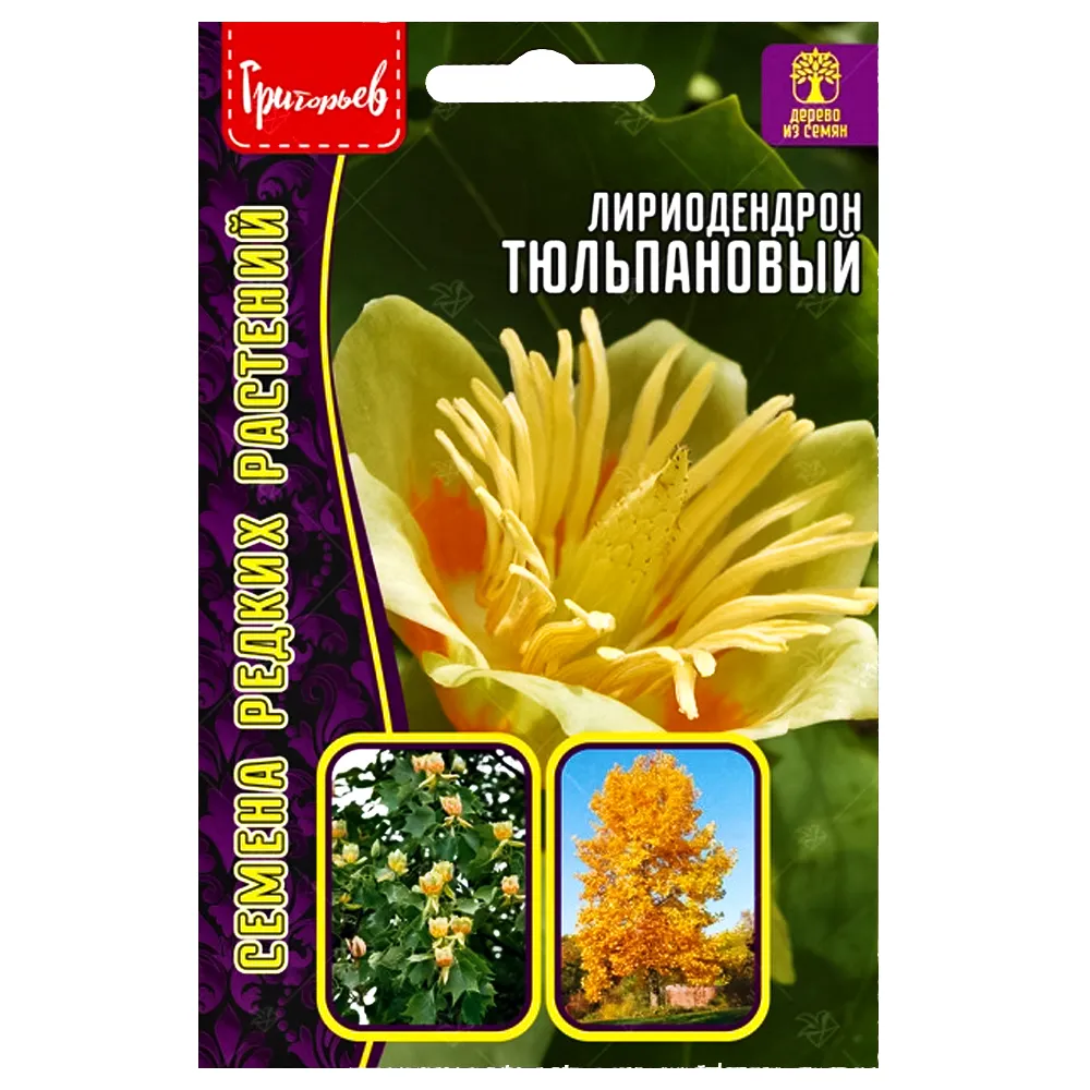 Лириодендрон тюльпановый Редкие семена № 1