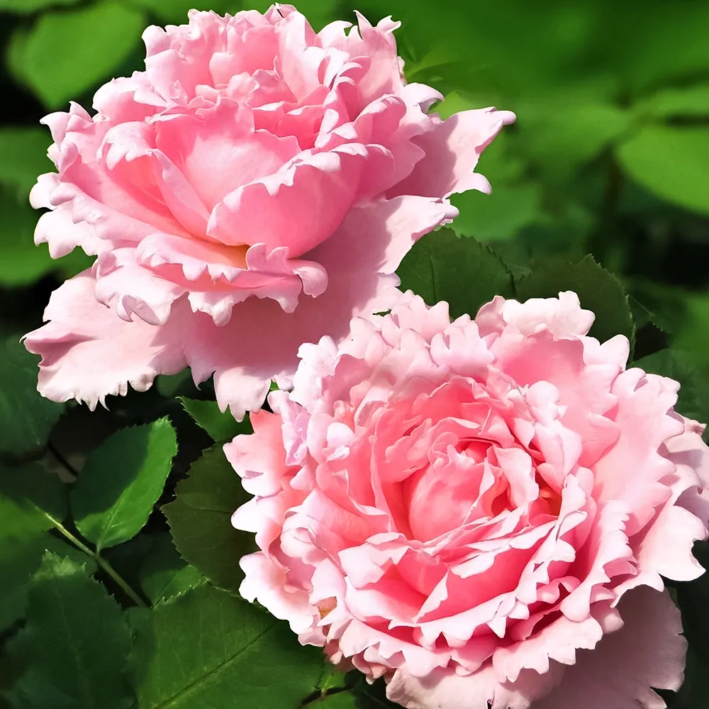Роза чайно-гибридная премиум парфюм Софи Роша № 1