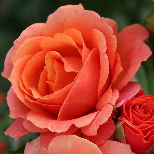 Роза шраб Ламбада № 3