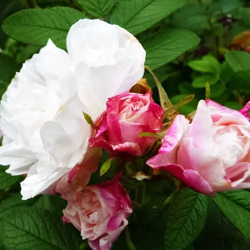 Роза канадская Луиза Багнет № 3