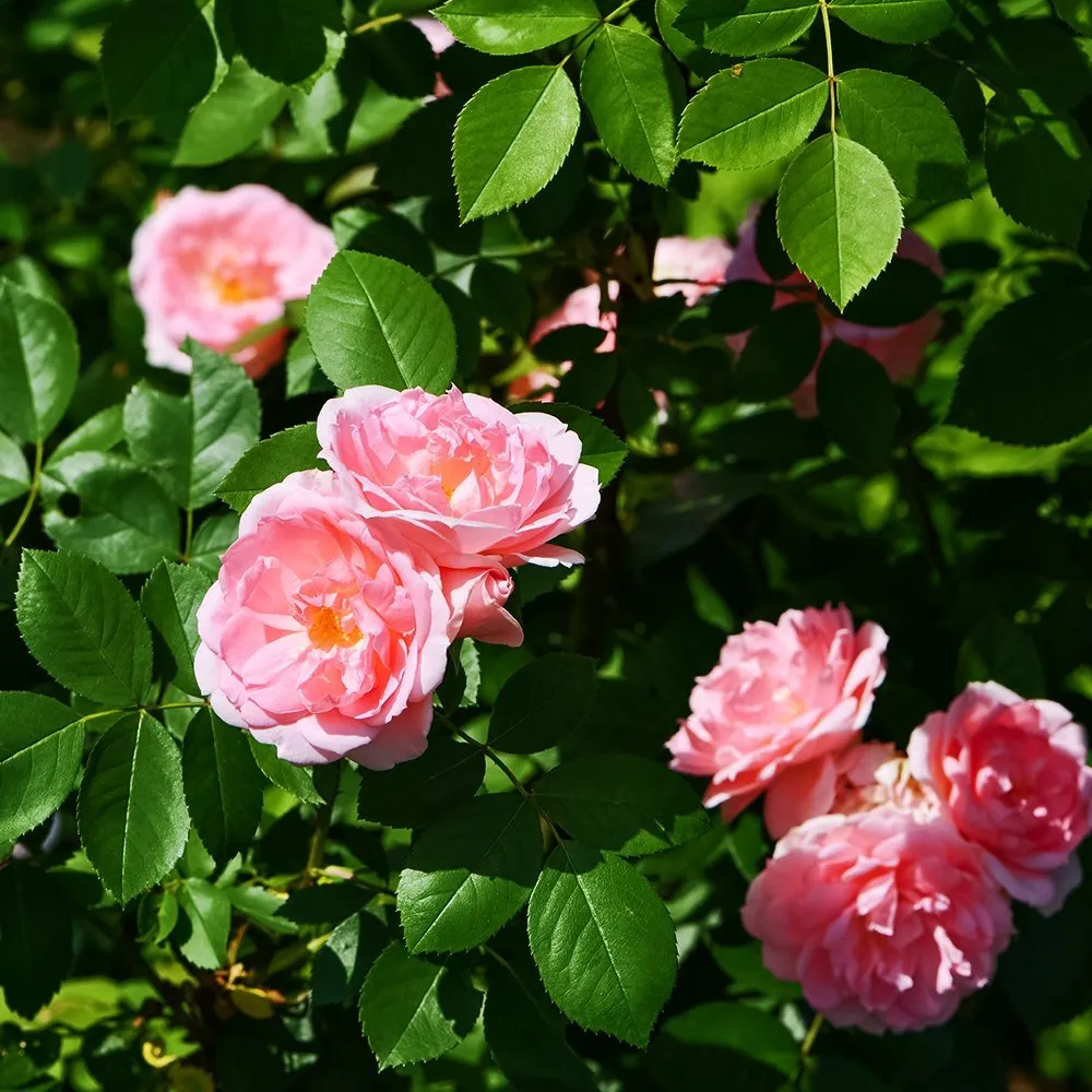 Роза канадская Прейри Джой № 3
