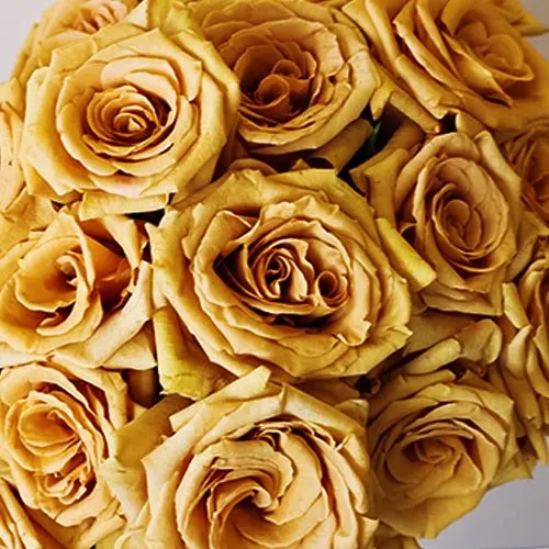 Роза чайно-гибридная Тоффи № 4