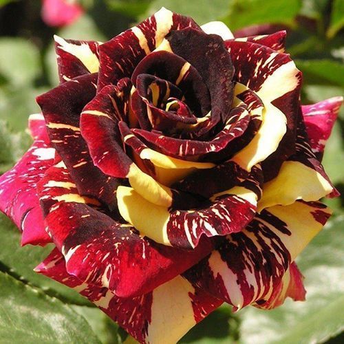 Роза чайно-гибридная Абракадабра № 1
