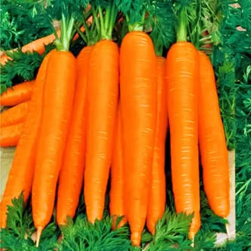 Морковь Осенний король Седек № 3