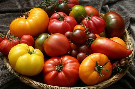 Сеем томаты со 100% всхожестью