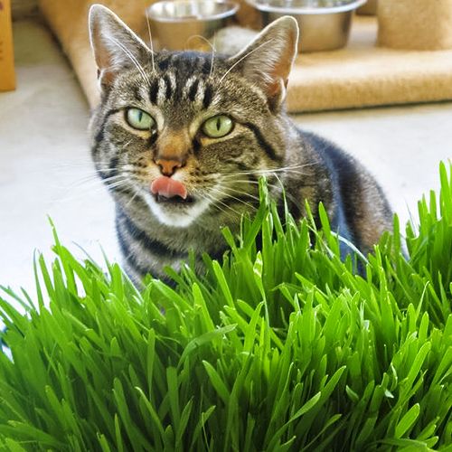 Зеленые витамины для любимых кошек Семена Алтая