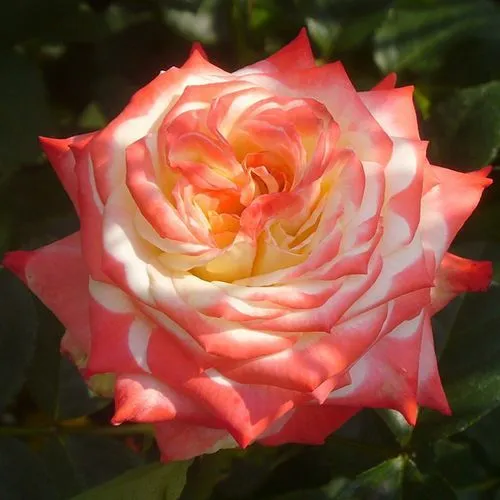 Роза чайно-гибридная Императрица Фарах № 1