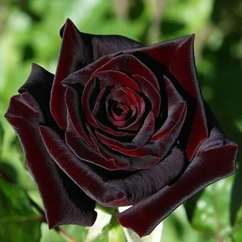 Роза чайно-гибридная Черная магия № 1