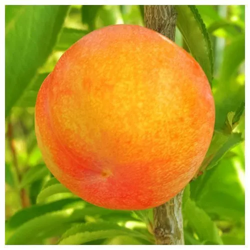 Шарафуга (гибрид сливы, нектарина, абрикоса) Белла Голд № 1