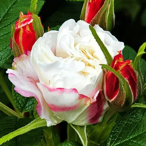 Роза канадская Луиза Багнет № 1