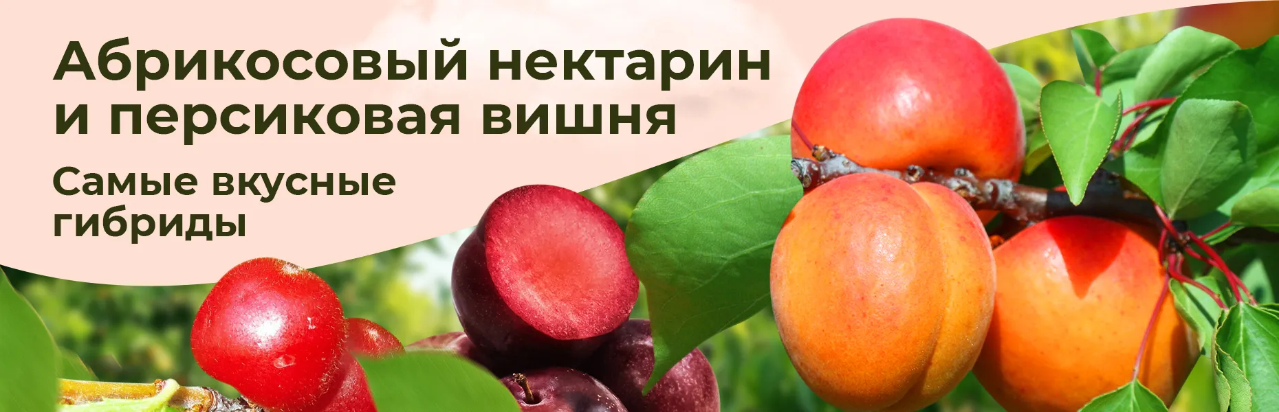 Абрикосовый нектарин и персиковая вишня - самые вкусные гибриды!