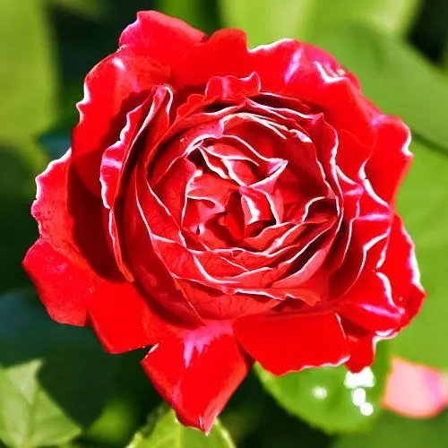 Роза чайно-гибридная Барон Жиро де Лен № 1