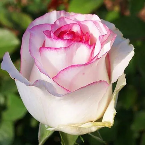 Роза чайно-гибридная Белла Вита № 1