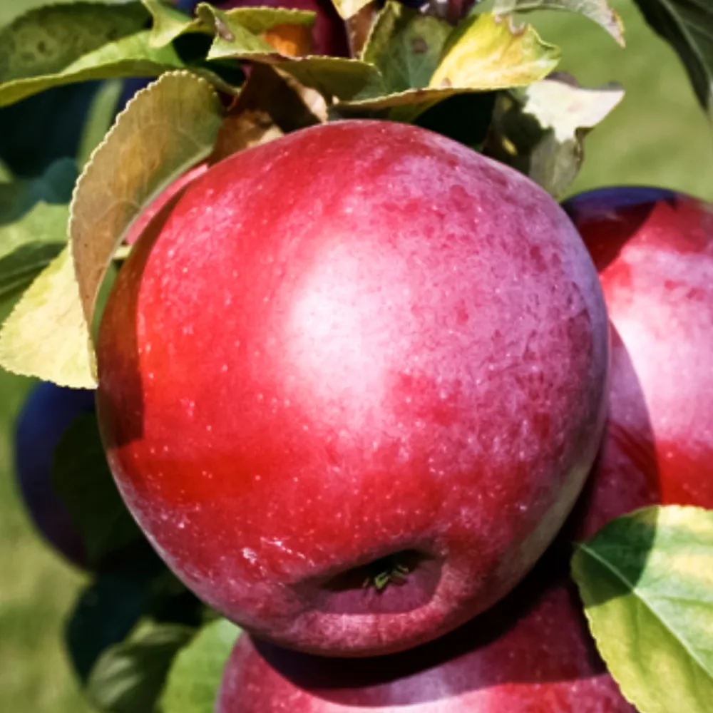 Яблоня скороплодная суперурожайная Либерти № 1